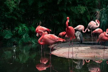 Foto op Canvas A flock of pink American flamingos near a small pond. © Jūlija