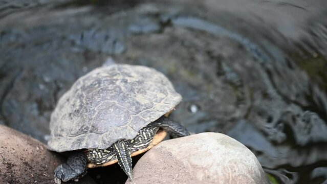 View from behind as a painted turtle slips off a rock and into water to swim away.