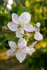 Obraz na płótnie Canvas kwitnąca jabłoń wczesną wiosną