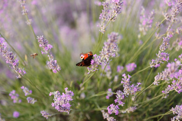 Butterfly in a lavender flower