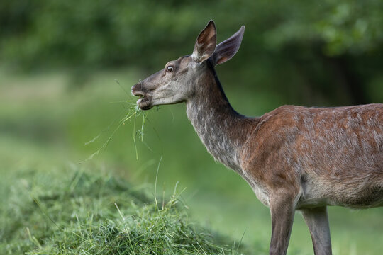 Red deer, cervus elaphus, feeding on cut field from side in summer nature. Brown hind eating mowed grass in pasture. Female mammal grazing on meadow in summertime.