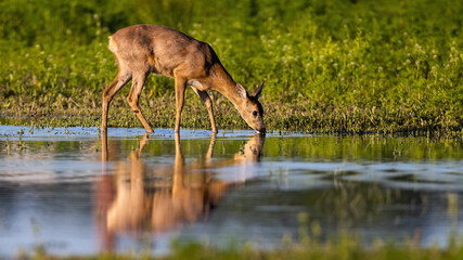 Obraz na płótnie Canvas Roe deer, capreolus capreolus, drinking from splash with reflection in water. Female mammal bending neck to the marsh in spring. Hind standing on flood in sunligt.