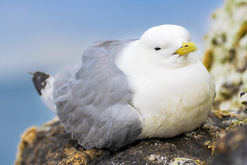 Black legged Kittiwake sitting on rocky cliff