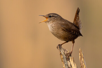 Eurasian wren, troglodytes troglodyte, singing on stump in spring with copy space. Little brown bird sitting on tree form side. Small songbird with open beak on wood.