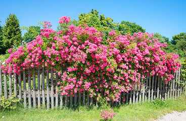 blooming pink shrub roses behind the wooden paling fence, blue sky
