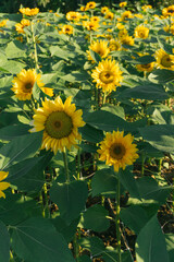 Obraz premium field of sunflowers