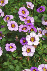 Close-up image of Trailing perunia flowers