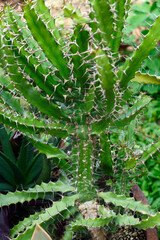 Small-toothed euphorbia (Euphorbia evansii)