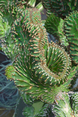 Coral cactus (Euphorbia lactea 'Cristata'). Called Crested elkhorn also