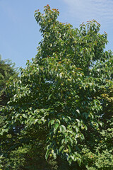 Fototapeta na wymiar Happy tree (Camptotheca acuminata). Called Cancer tree and Tree of life also