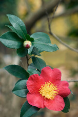 Yuletide camellia (Camellia sasanqua 'Yuletide'). Known as Camellia x vernalis 'Yuletide' also - obrazy, fototapety, plakaty