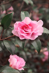 Winter's Peony camellia (Camellia 'Winter's Peony'). Hybrid between Camellia sasanqua 'Takara-wase' and Camellia oleifera “Plain Jane'