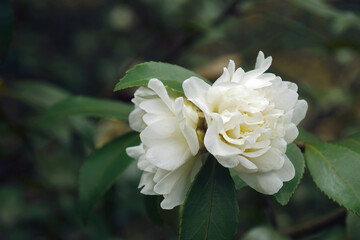 Snow Flury camellia (Camellia 'Snow Flurry'). Known as Camellia sasanqua 'Snow Flurry' also