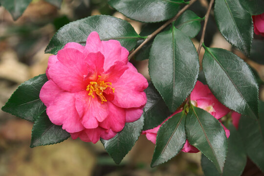 Shishi Gashira camellia (Camellia hiemalis 'Shishigashira'). Known as Camellia sasanqua 'Shishigashira' also