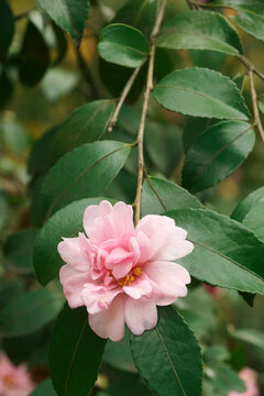Winter's Charm camellia (Camellia 'Winter's Charm'). Hybrid between Camellia oleifera and Camellia sasanqua 'Takara-wase'