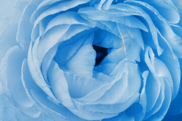 Beautiful light blue ranunculus flower as background, closeup