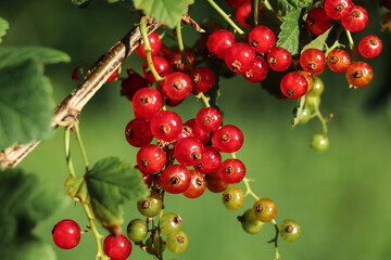 Closeup view of red currant bush with ripening berries outdoors on sunny day
