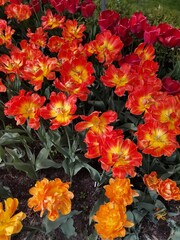Close-Up Of Red Flower.Vibrant red tulips with petals wide open. open tulips. bright scarlet with orange tulips grow in a natural environment on the street.