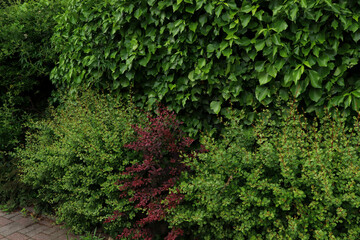 Fototapeta premium Many different beautiful bushes growing outdoors. Gardening and landscaping