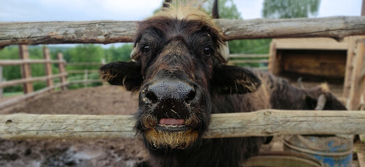 bull's muzzle close-up, animal husbandry