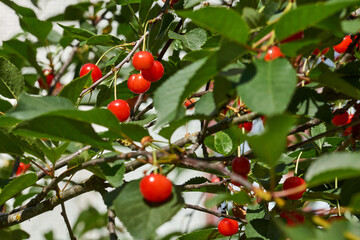 Cherry fruits on a background of blue sky and green leaves. The cherry is ripening in the garden.