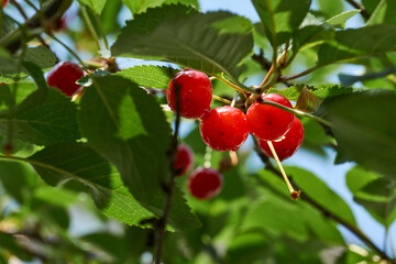 Cherry fruits on a background of blue sky and green leaves. The cherry is ripening in the garden.