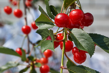 Cherry fruits on a background of blue sky and green leaves. The cherry is ripening in the garden.