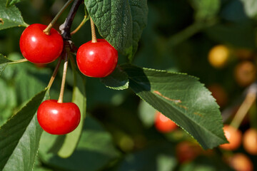 Obraz premium Cherry fruits on a background of blue sky and green leaves. The cherry is ripening in the garden.