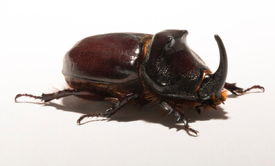 European rhinoceros beetle (Oryctes nasicornis) is a large flying beetle belonging to the subfamily Dynastinae. Imago, a male insect.