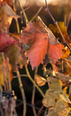 Vineyards in the autumn with red foliage. Winemaking. Macro photography of a leaf covered with dew. Selective focus.