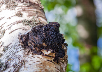 Black birch mushroom chaga close-up on the trunk of living tree. © okyela