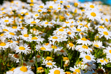 Daisies or chamomiles background photo. Spring blossom or bloom