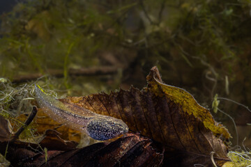 A tadpoles of the grass frog rests on the bottom of the pond, Rana temporaria