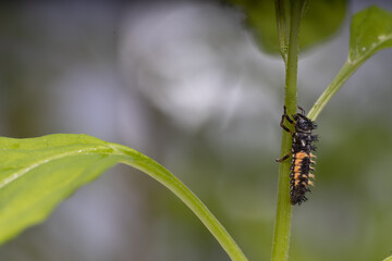 Macro of a Ladybug Larva on stem , coccinellidea