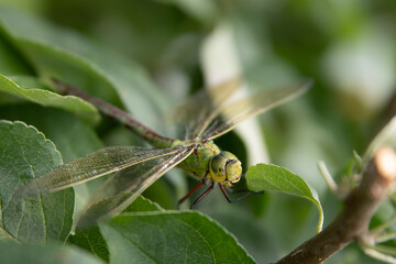 A green female Dragonfly - Emperor Dragonfly, Blue Emperor - sits, rests and hides well camouflaged in an apple tree, Anax imperator