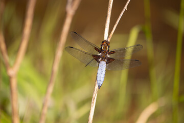 A beautiful blue dragonfly sitting on a branch in the reed at the pond in April, view from above, Libellula depressa