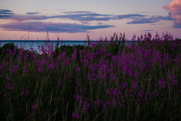 Fireweed close-up. Beautiful violet pink blossoming fireweed flowers during sunny summer evening. Summer background.