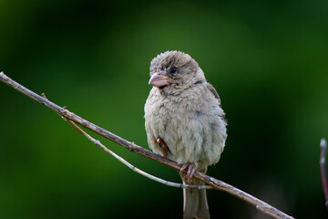 sparrow on a branch