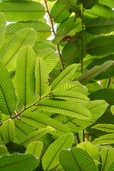 grüne längliche blätter in einem botanischen garten von unten fotografiert gegen licht