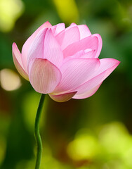 Obraz premium Zarte rosa farbene Blüte einer Magnolie vor einem grünen Hintergrund