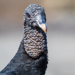 portrait of a vulture