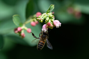 Apis mellifera - Western Honey Bee - Abeille européenne