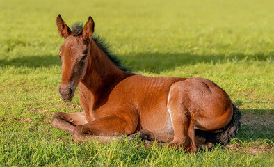 Portrait of a thoroughbred colt. The foal is lying in the green grass. Pasture on a sunny summer day. Outdoor in summer. A thoroughbred sports horse
