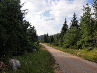 Fototapeta na wymiar Path in the woods near village Pavlovac on mountain Jahorina, Bosnia and Herzegovina