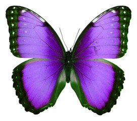 Butterfly isolated on white. Beautiful violet purple Morpho macro. For design, art, textile, print....