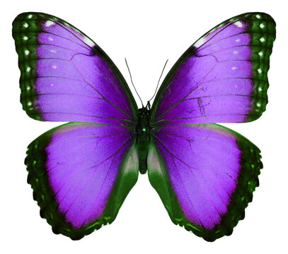 Butterfly isolated on white. Beautiful violet purple Morpho macro. For design, art, textile, print. Insects. Papilion. Collection. 