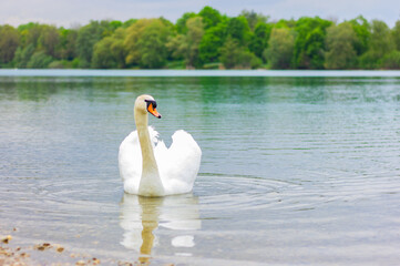 one white swan swims on the lake near the shore. wildlife and birds