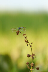 Male Blue Dasher Dragonfly