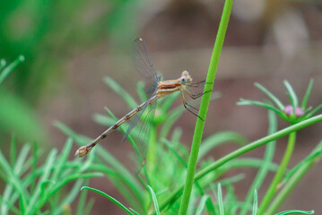 Damselfly