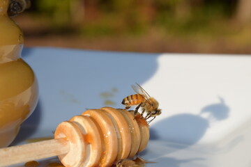 Honey Bee